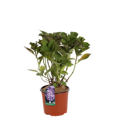 Hydrangea Macrophylla Adri