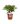 Hydrangea Macrophylla King George