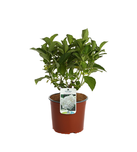 Hydrangea Macrophylla Mme Emile Moulliere
