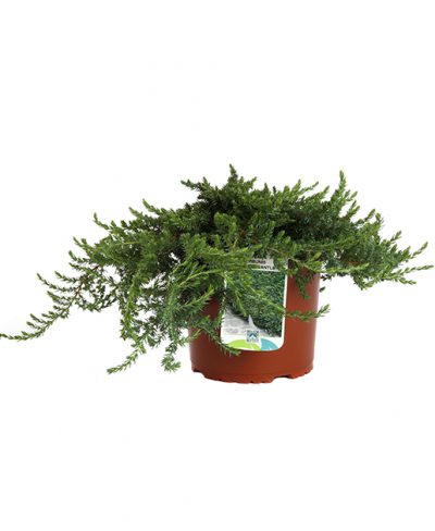 Juniperus Communis Greenmantle