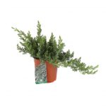 Juniperus Conferta Blue Pacific