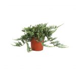 Juniperus Horizontalis Glauca