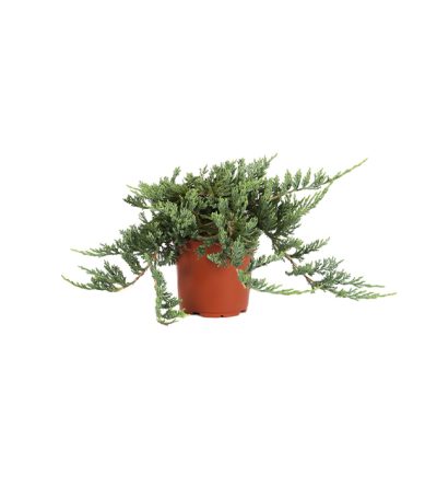 Juniperus Horizontalis Glauca