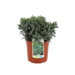 Juniperus Squamata Blue Star