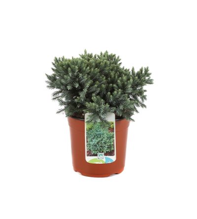 Juniperus Squamata Blue Star