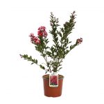 Lagerstroemia Enduring Summer Red ®
