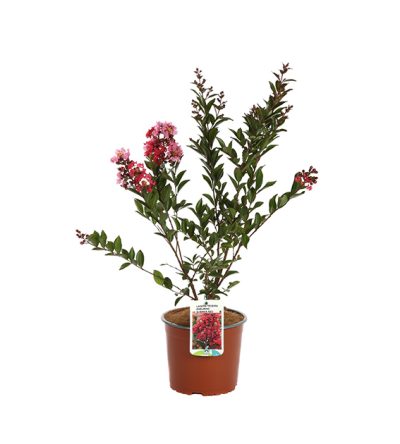 Lagerstroemia Enduring Summer Red ®