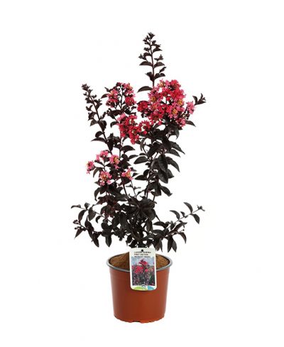 Lagerstroemia First Edition Midnight Magic