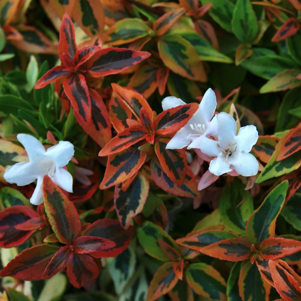 Abelia Grandiflora Kaleidoscope