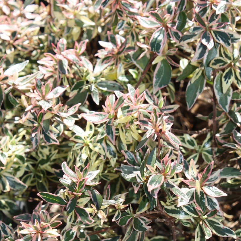 Abelia Grandiflora Confetti