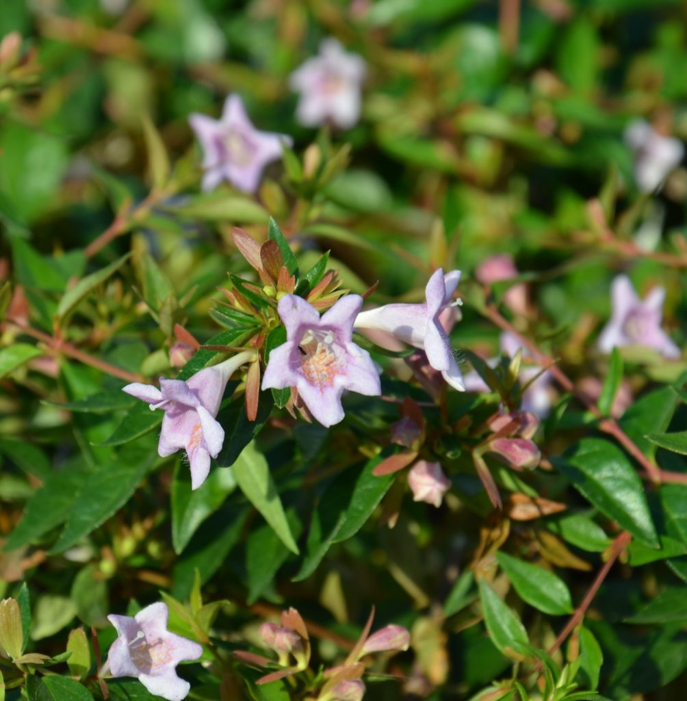 Abelia Grandiflora Edward Goucher