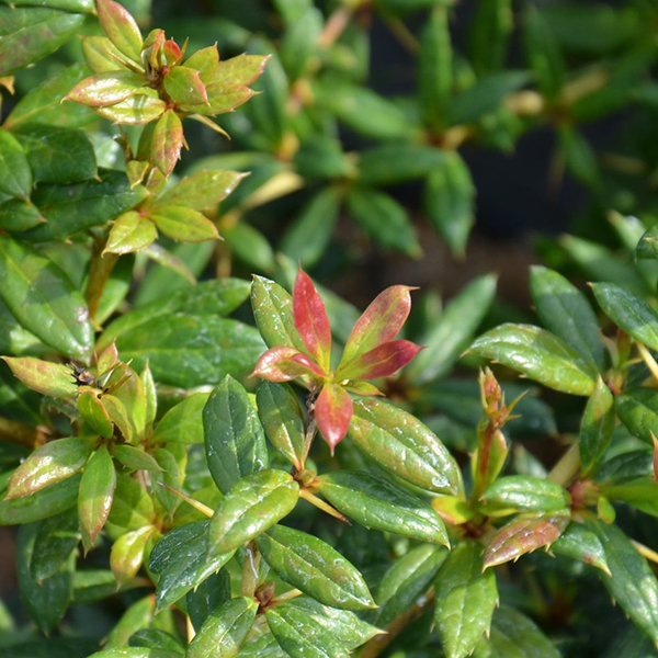 Berberis Frikartii Telstar