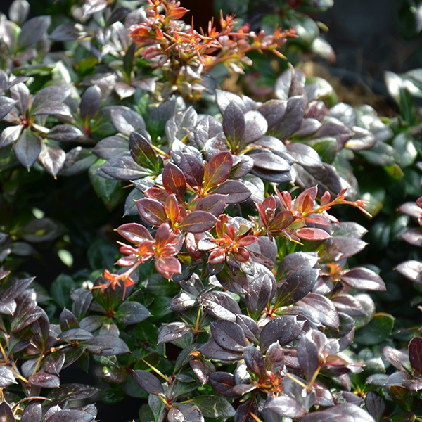 Berberis Media Red Jewel