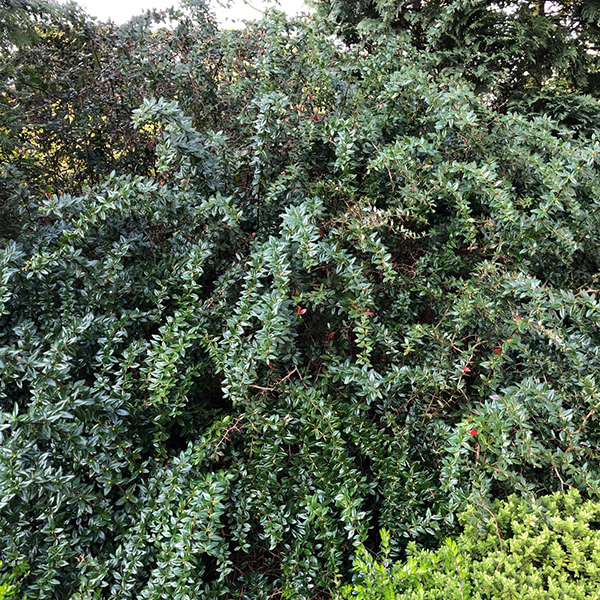 Berberis Frikartii Telstar