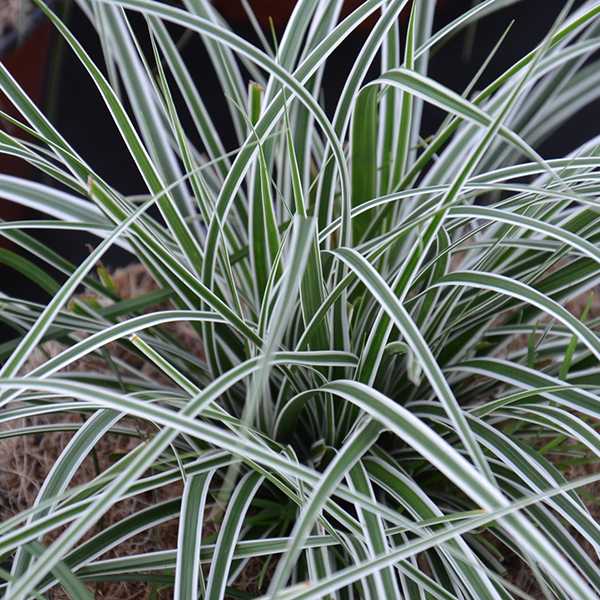 Carex Oschimemsis Everest