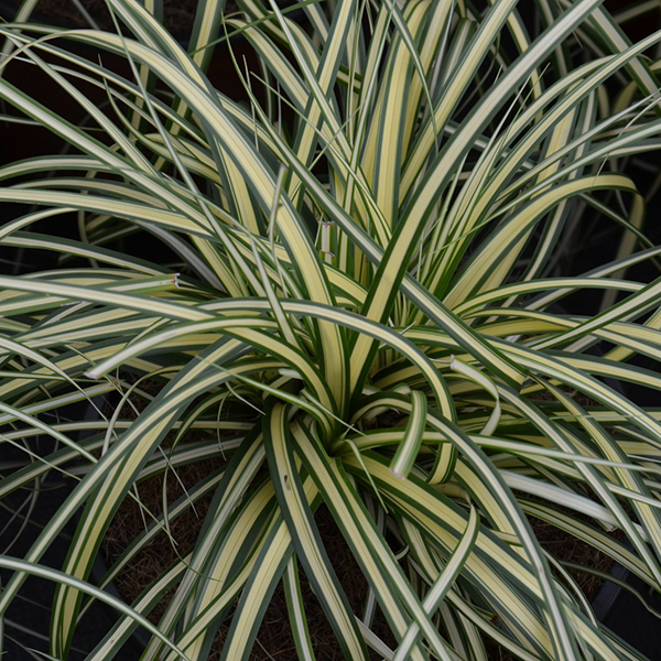 Carex Oschimemsis Evergold