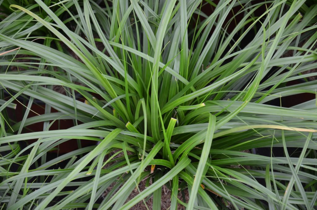 Carex Oschimemsis Evergreen