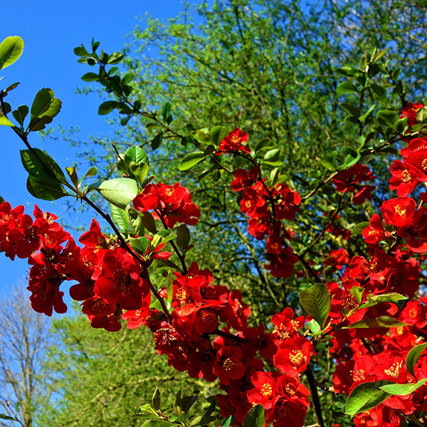 Chaenomeles Superba Crimson And Gold