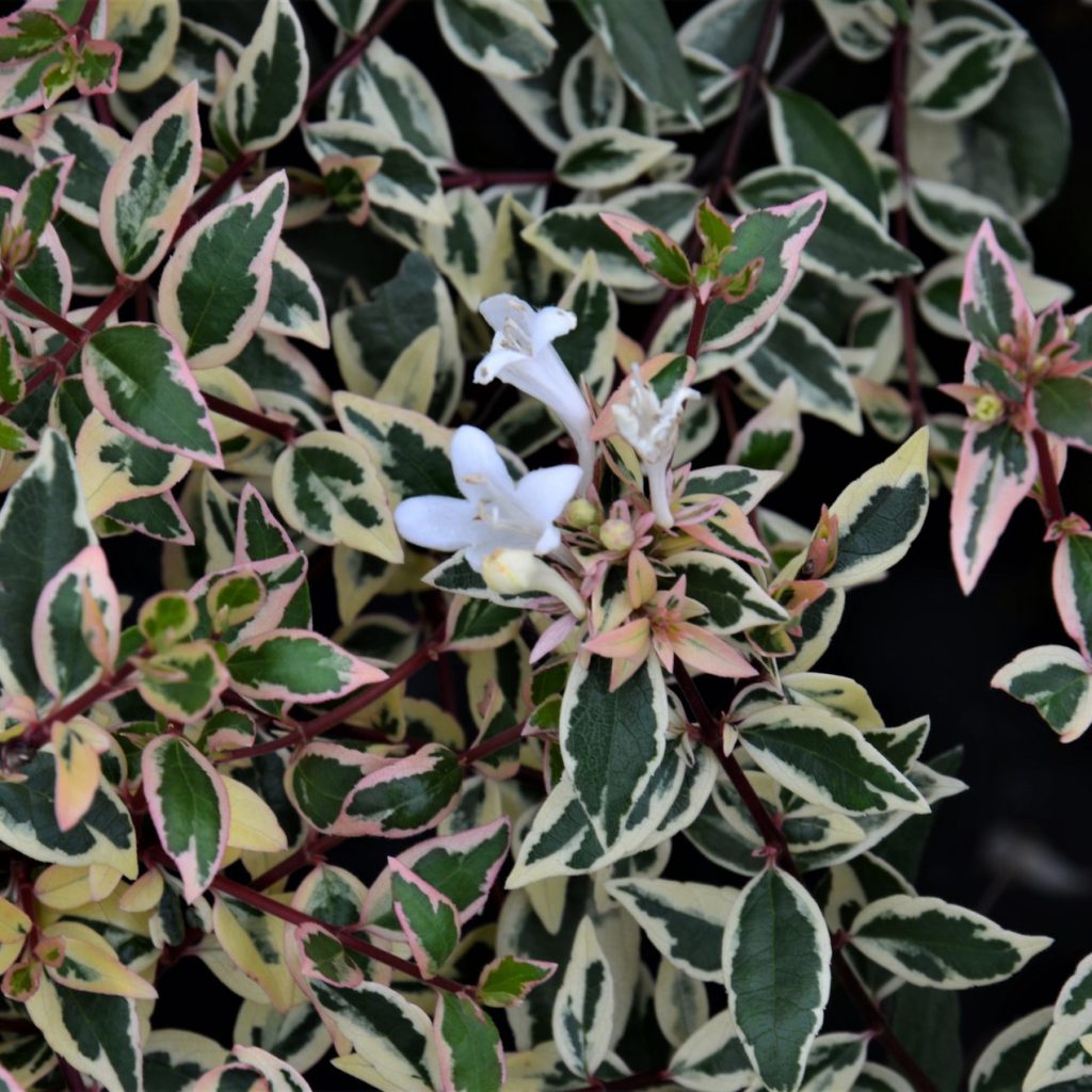 Abelia Grandiflora Confetti