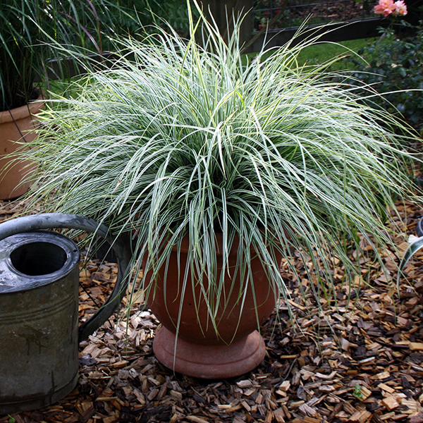 Carex Oschimemsis Everest