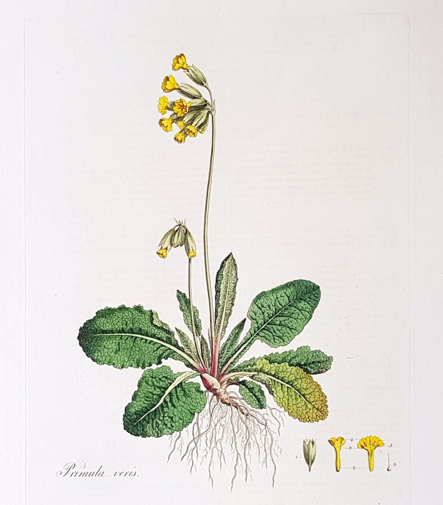 primula_veris_botanical