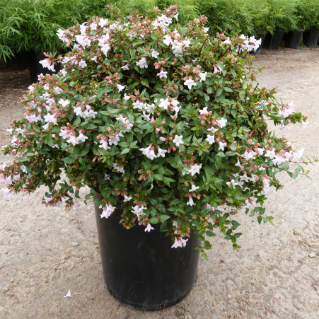 Abelia Grandiflora Edward Goucher