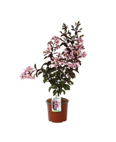 Lagerstroemia Indica Rhapsody In Pink