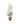 Ligustrum Japonicum Tricolor