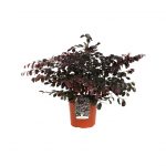 Loropetalum Chinensis Black Pearl