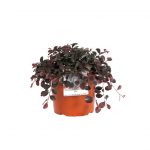 Loropetalum Chinensis Ruby Runner