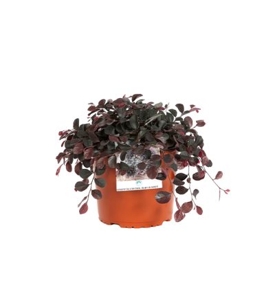 Loropetalum Chinensis Ruby Runner