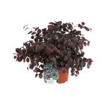 Loropetalum Chinensis Tuscan Red