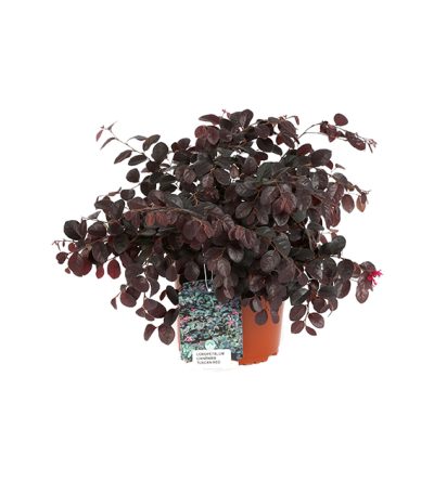 Loropetalum Chinensis Tuscan Red