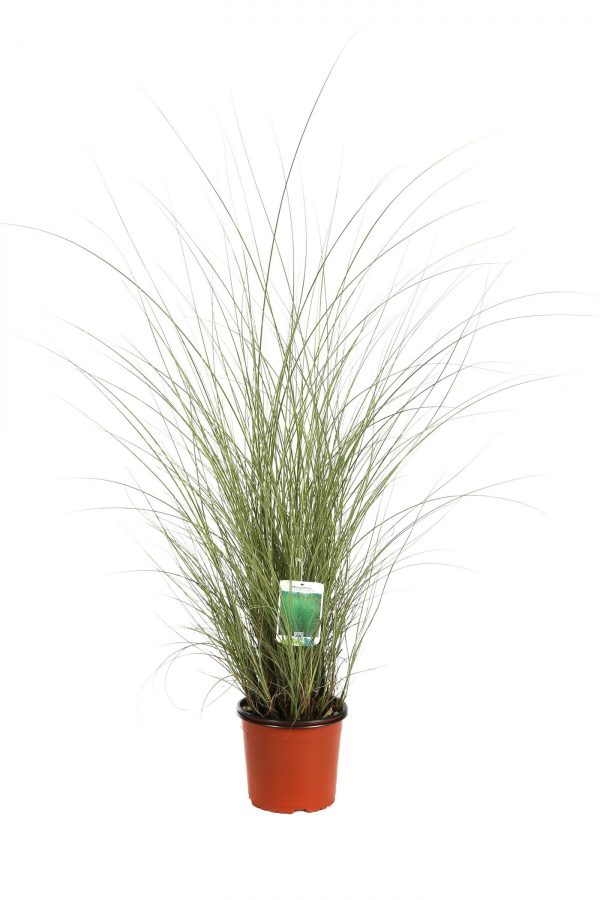 Miscanthus Sinensis Morning Light