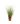 Miscanthus Sinensis Zebrinus
