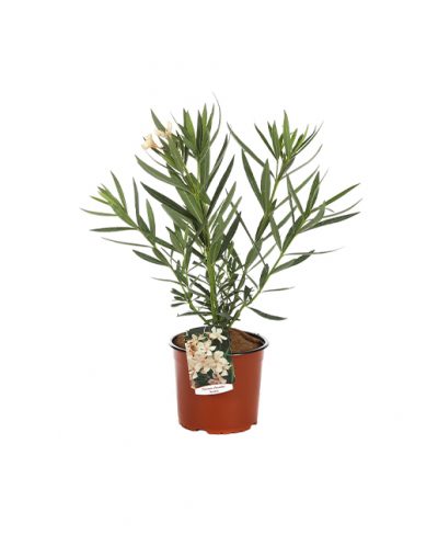 Nerium Oleander Angiolo Pucci