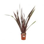 Phormium Tenax Sundowner