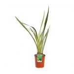 Phormium Tenax Variegato