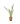 Phormium Tenax Variegato