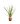Phormium Tenax Wings Of Gold