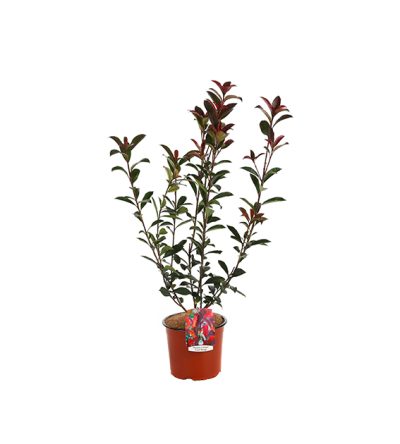 Photinia Fraseri Carre' Rouge