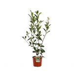 Photinia Fraseri Red Robin