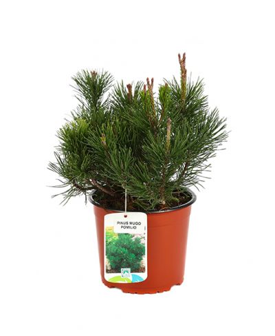 Pinus Mugo Pumilio