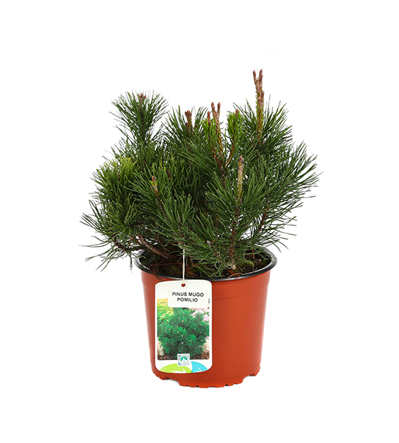 Pinus Mugo Pumilio