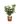 Pittosporum Tobira