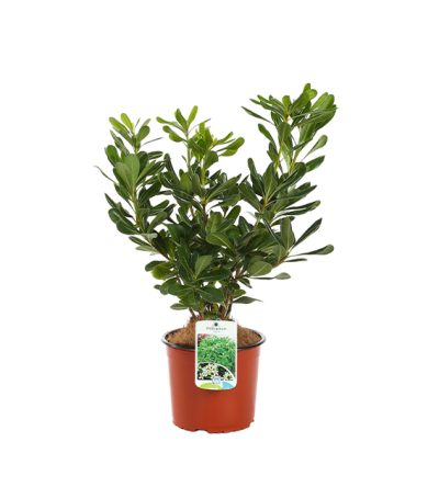 Pittosporum Tobira