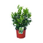 Sarcococca Confusa