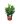 Sarcococca Confusa