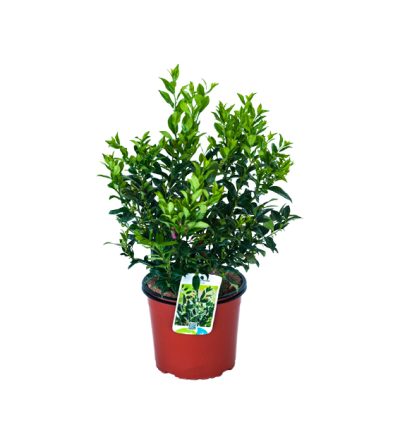 Sarcococca Confusa