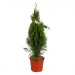 Thuja Occidentalis Smaragd